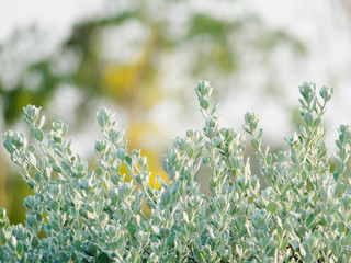 wild flowers in the grass