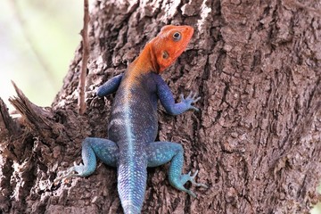 Agama lizard climbing a tree