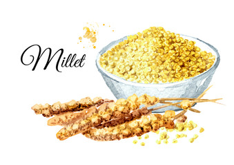 bowl with Dry millet and with ears of millet. Grain millet. Hand drawn watercolor illustration, isolated on white background