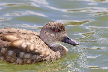 South American crested duck (Lophonetta specularioides) swimming on Lapataia River - Ushuaia - Argentina