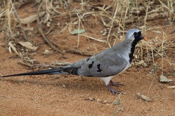pigeon on the ground