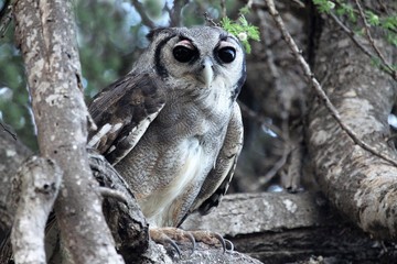 verreaux eagle owl