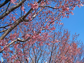 deep pink cherry blossoms