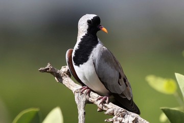 Namaqua dove, the smallest of the dove family