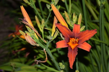 Fleurs au soleil et de nuit