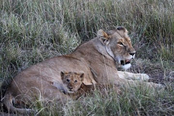 lion cub and lioness