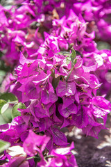 Flowers Motley World Textures Yellow Red Blue