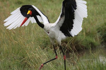 saddle billed stork starting to fly