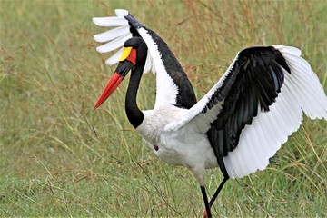 saddlebilled stork with wings open