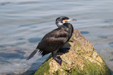  Great Cormorant Waterfowl Swims on a Pond