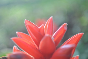 lotus flower in garden