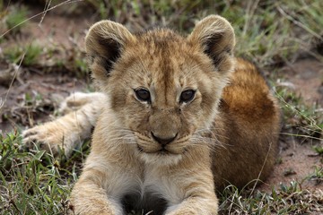 lion cub panthera leo