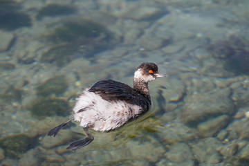  black-necked grebe waterfowl swims in a pond