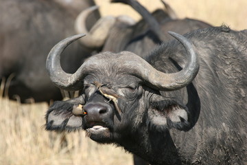 oxpeckers grooming a buffalo