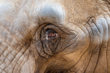 Elefant