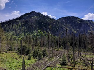 Withered trees in Tatra Mountains
