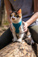 Domestic Cat sitting on Log