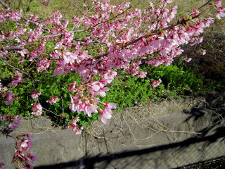 deep pink cherry blossoms