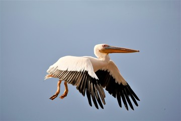 Fototapeta na wymiar white pelican in flight