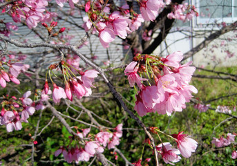 deep pink cherry blossoms