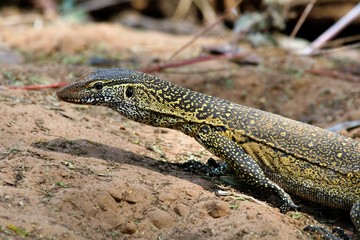 cloae up of a monitor lizard