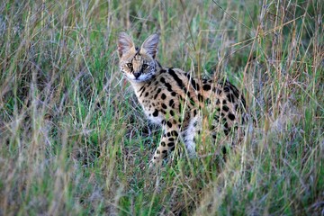 Serval cat looking at the camera