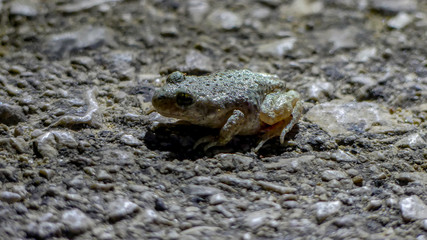 camouflaged frog on stone floor