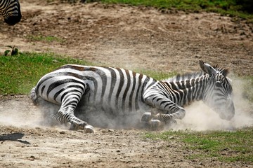 Fototapeta na wymiar zebra dusting himself