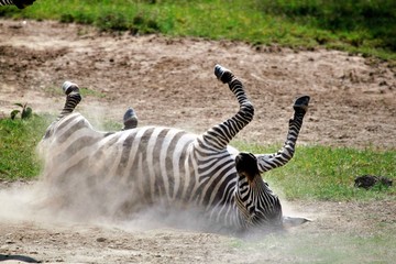 Fototapeta na wymiar zebra rolling on the ground to dust bath