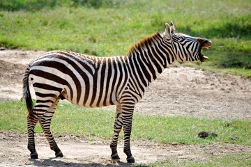 Fototapeta na wymiar A zebra with the mouth open side view