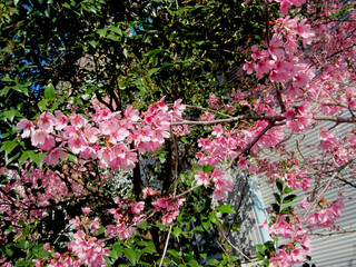 deep pink cherry blossoms