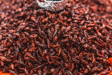 Red fried grasshoppers with chili peppers