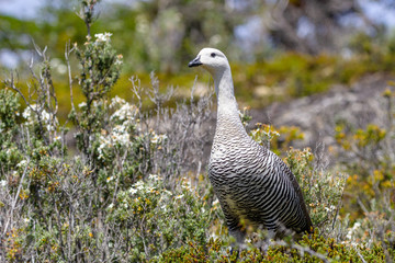 Upland Goose male (Chloephaga picta) on the rocks
