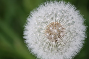 Löwenzahn, Pusteblume