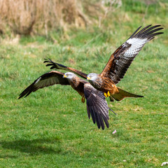 Red kite (Milvus milvus) flying in the sky above mid-Wales