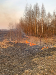 Burning grass. Fire in the field.
