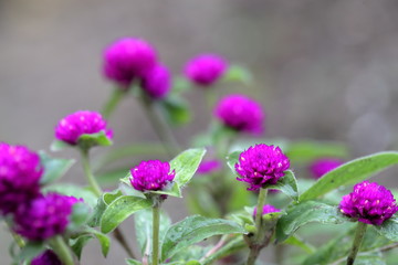 千日紅　千日草