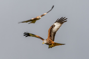 Red kite (Milvus milvus) flying in the sky above mid-Wales