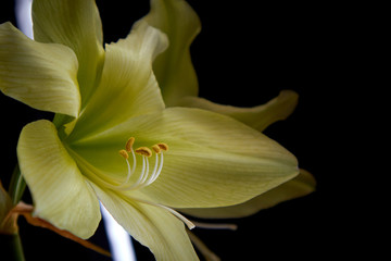 
flowers on a black background,
hippeastrum on a black background,
orchid on a black background