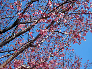 deep pink cherry blossoms
