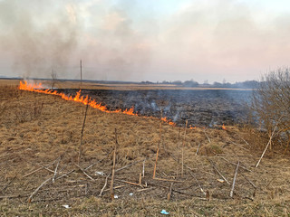 Burning grass. Fire in the field.