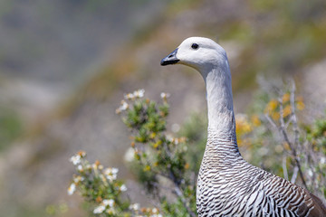 Close up of Upland Goose male (Chloephaga picta) on nature