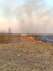 Burning grass. Fire in the field.