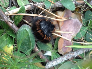 caterpillar on branch