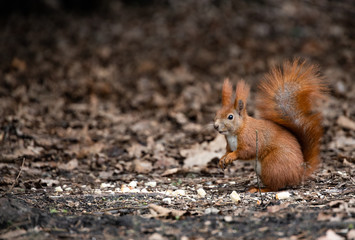 Red squirrel looking for nuts in the litter
