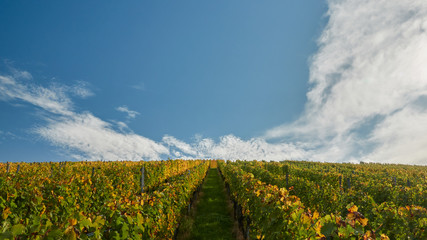 Blick durch herbstliche Weinreben 