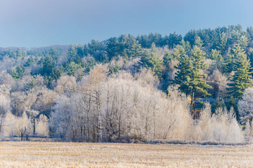 Autumn colored frost covered trees in the New England town of Stowe Vermont USA