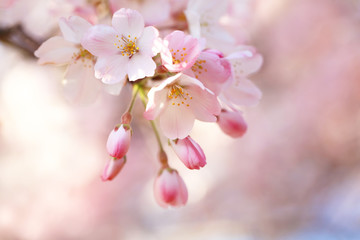 桜（ジンダイアケボノ） © Tsuruko