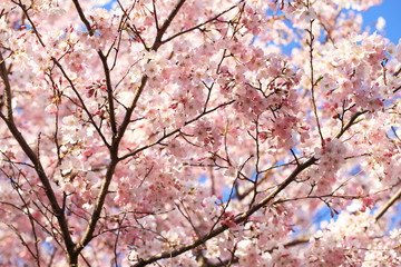 桜（ジンダイアケボノ）