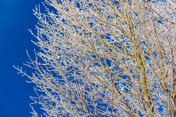 Frost covered bare tree in Stowe Vermont USA